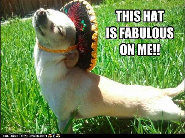 http://rubmint.com/wp-content/plugins/wp-o-matic/cache/73512_funny-dog-pictures-i-has-a-hotdog-fabulous-fashion.jpg
