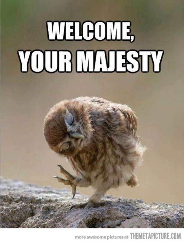 http://static.themetapicture.com/media/funny-owl-pose-your-majesty.jpg