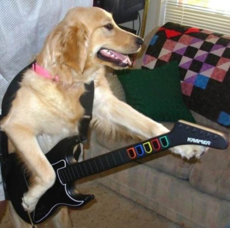 Guitar Hero Dog Animal Memes – Funny Animal Photo Gallery