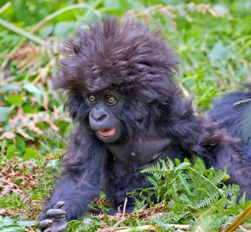 baby gorilla Shocked Expressions   Funny Animal Photo Gallery