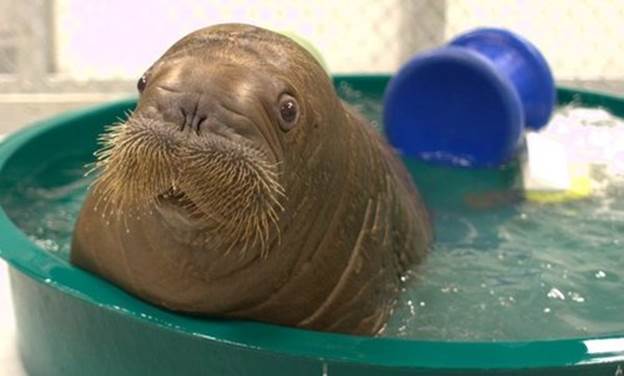 walrus Shocked Expressions   Funny Animal Photo Gallery