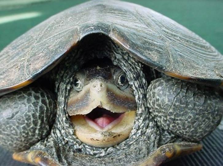 turtle Shocked Expressions   Funny Animal Photo Gallery
