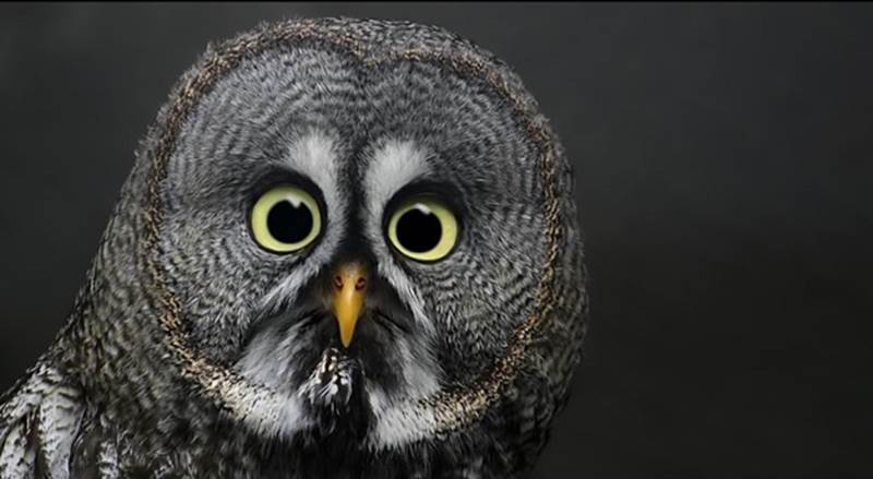 owl3 Shocked Expressions   Funny Animal Photo Gallery