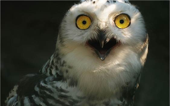 owl2 Shocked Expressions   Funny Animal Photo Gallery