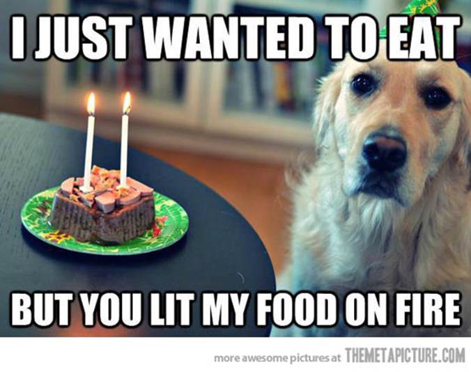 http://themetapicture.com/media/funny-dog-birthday-cake-sad.jpg