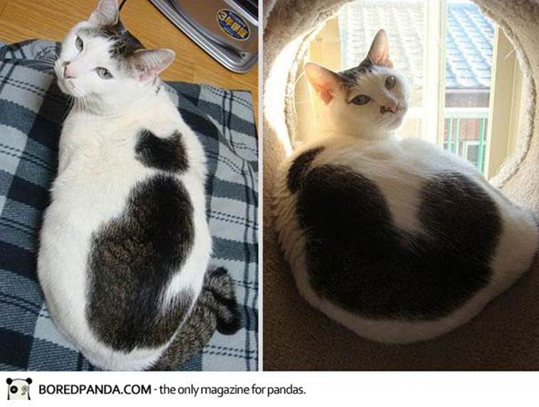 http://www.boredpanda.com/blog/wp-content/plugins/copyrightWrapper/watermark.php?display=true&image=http://bp.uuuploads.com/cat-markings/cat-markings-4-1.jpg