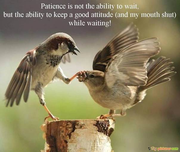 http://www.tag-pictures.com/wp-content/uploads/2011/11/funny-bird-quotes-pics.jpg