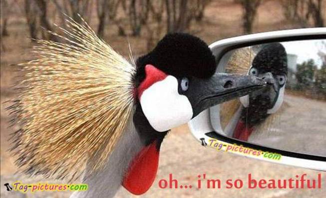 http://tag-pictures.com/wp-content/uploads/2012/03/funny-birds-pictures-myspace.jpg