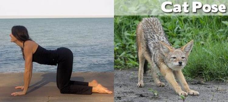 yoga positions demonstrated by animals cat pose Yoga Positions Demonstrated By Funny Animals (Photo Gallery)