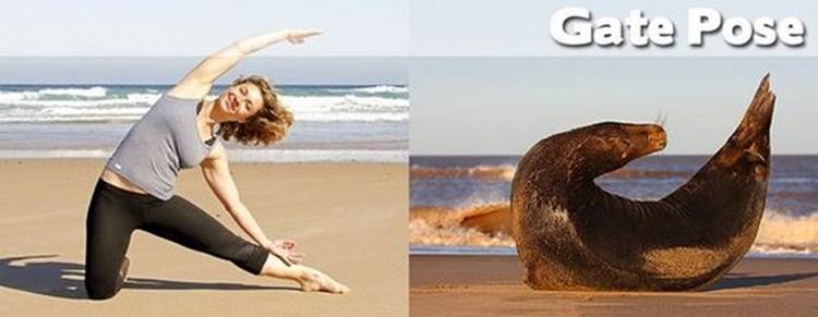 yoga positions demonstrated by animals gate pose Yoga Positions Demonstrated By Funny Animals (Photo Gallery)