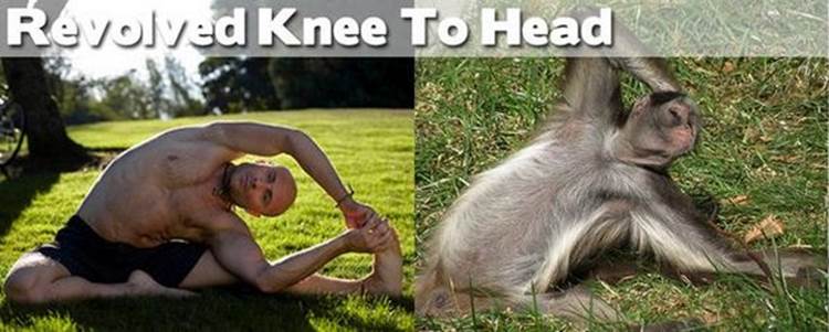 yoga positions demonstrated by animals revolved knee to head Yoga Positions Demonstrated By Funny Animals (Photo Gallery)