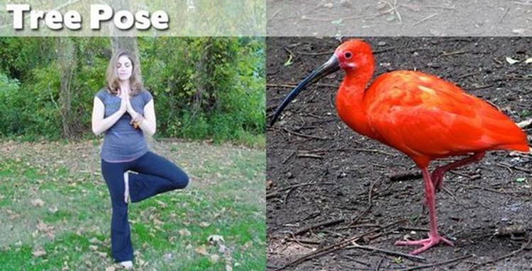 yoga positions demonstrated by animals tree pose Yoga Positions Demonstrated By Funny Animals (Photo Gallery)