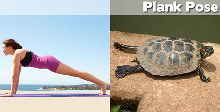 yoga positions demonstrated by animals plank pose Yoga Positions Demonstrated By Funny Animals (Photo Gallery)