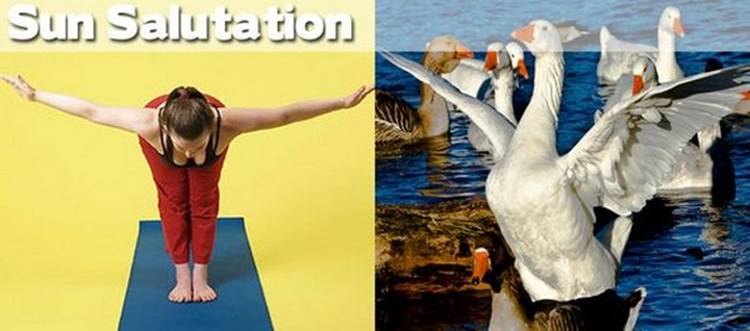 yoga positions demonstrated by animals sun salutation Yoga Positions Demonstrated By Funny Animals (Photo Gallery)