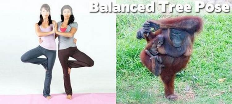 yoga positions demonstrated by animals balanced tree pose Yoga Positions Demonstrated By Funny Animals (Photo Gallery)
