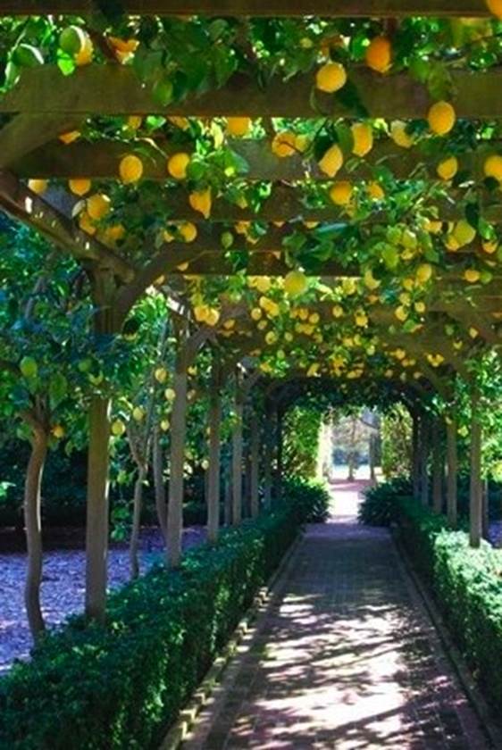 Lemon Arbor at Lotusland in Montecito, California. This is so amazing!