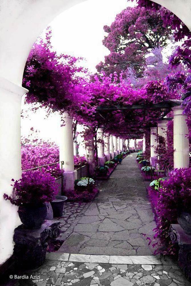 Astonishing aroma and fragrance of these weeping hints of lavender.  Spin in countless circles or leaping along to find the end of this floral abundance is just magical.  Shall we count the columns or hurry to the other side?  Lavender is calming and indeed is the color peaceful to the eye.                        Capri, Italy