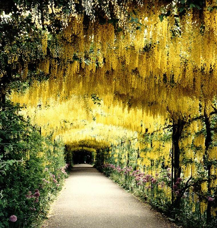 Hampton Court Palace tunnel of flowers, SW London U.K.  It has so many bees in it I was freaking out, but still...beautiful.