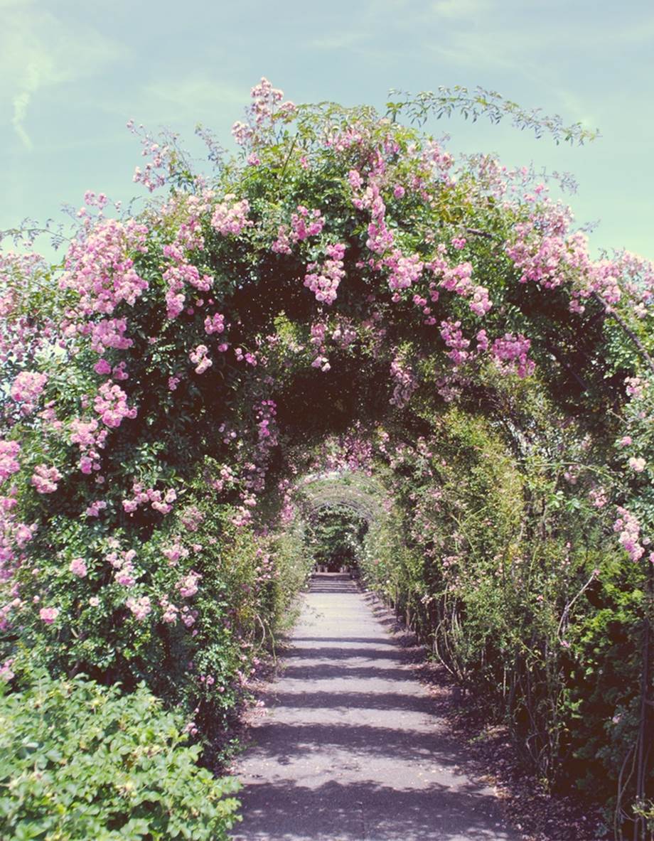 Walk with me through the flower tunnel...