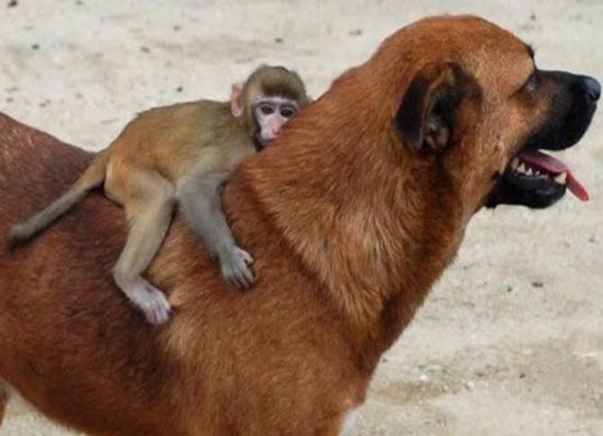 http://www.funnyjunksite.com/pictures/funnypics/animals/monkey/funny_monkey_picture_72.jpg