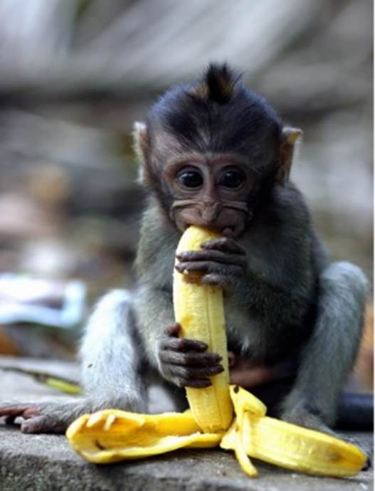 http://rlv.zcache.com/cute_baby_macaque_monkey_eating_banana_post_card-ree02e5d208e54811b73daf79a6889c7b_vgbaq_8byvr_512.jpg