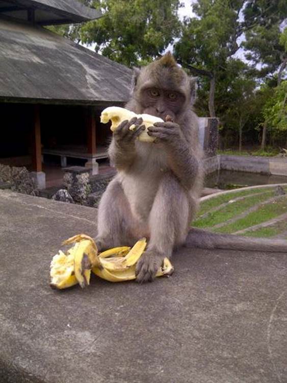 http://doblelol.com/uploads/12/funny-banana-pictures.jpg