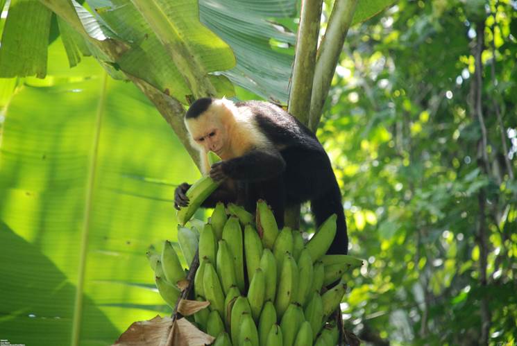 http://openwalls.com/image/22613/monkey_eating_bananas_3872x2592.jpg
