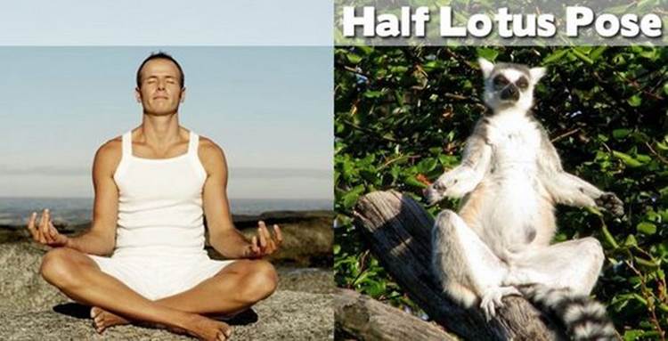 yoga positions demonstrated by animals half lotus pose Yoga Positions Demonstrated By Funny Animals (Photo Gallery)