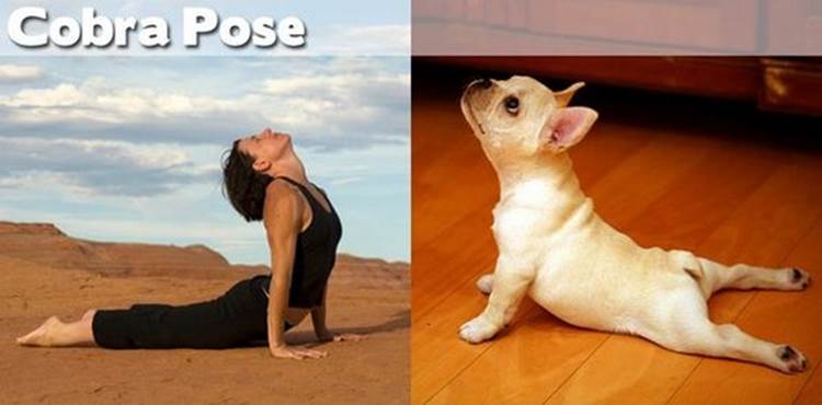 yoga positions demonstrated by animals cobra pose Yoga Positions Demonstrated By Funny Animals (Photo Gallery)