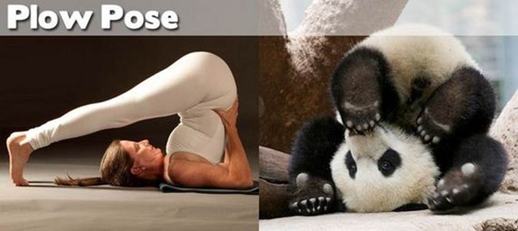 yoga positions demonstrated by animals plow pose Yoga Positions Demonstrated By Funny Animals (Photo Gallery)
