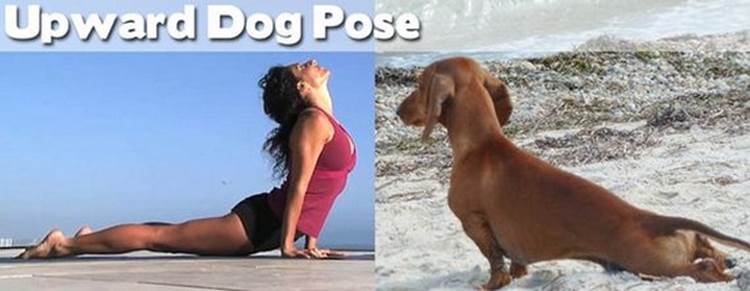 yoga positions demonstrated by animals upward dog pose Yoga Positions Demonstrated By Funny Animals (Photo Gallery)