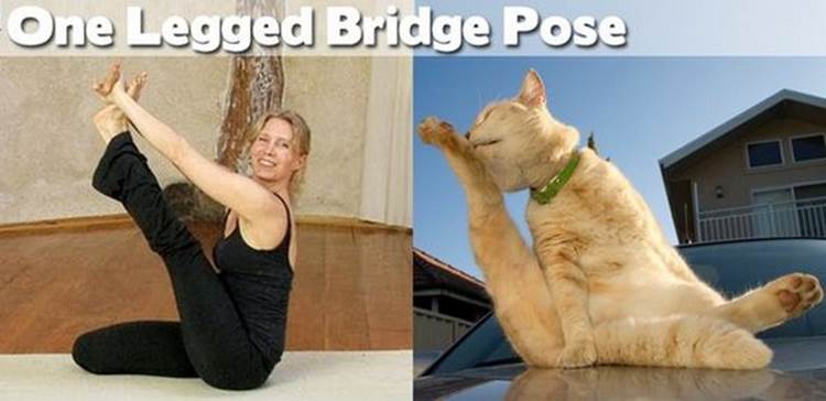 yoga positions demonstrated by animals one legged bridge pose Yoga Positions Demonstrated By Funny Animals (Photo Gallery)