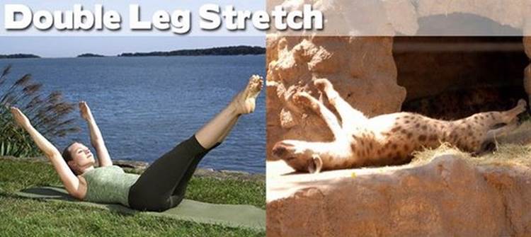 yoga positions demonstrated by animals double leg stretch pose Yoga Positions Demonstrated By Funny Animals (Photo Gallery)