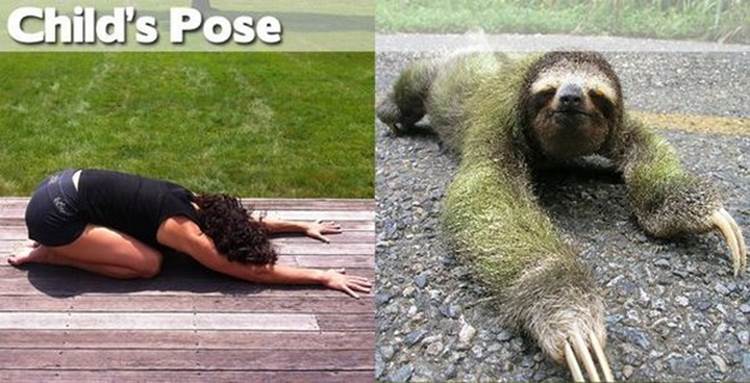 yoga positions demonstrated by animals child pose Yoga Positions Demonstrated By Funny Animals (Photo Gallery)