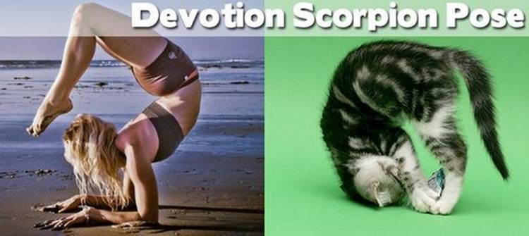yoga positions demonstrated by animals devotion scorpion pose Yoga Positions Demonstrated By Funny Animals (Photo Gallery)