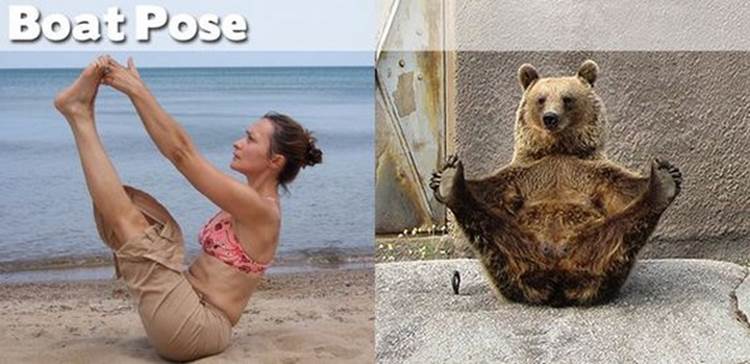 yoga positions demonstrated by animals boat pose Yoga Positions Demonstrated By Funny Animals (Photo Gallery)