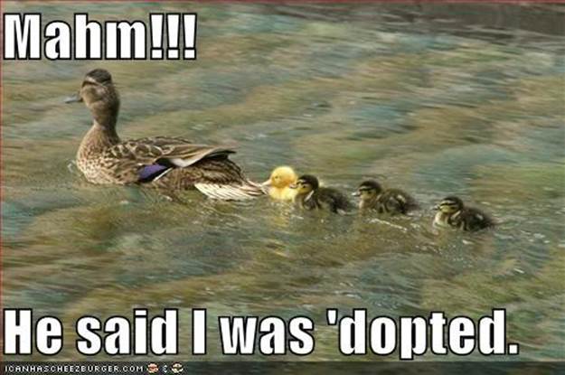 http://www.pbfingers.com/wp-content/uploads/2011/03/funny-pictures-adopted-duck-water.jpg