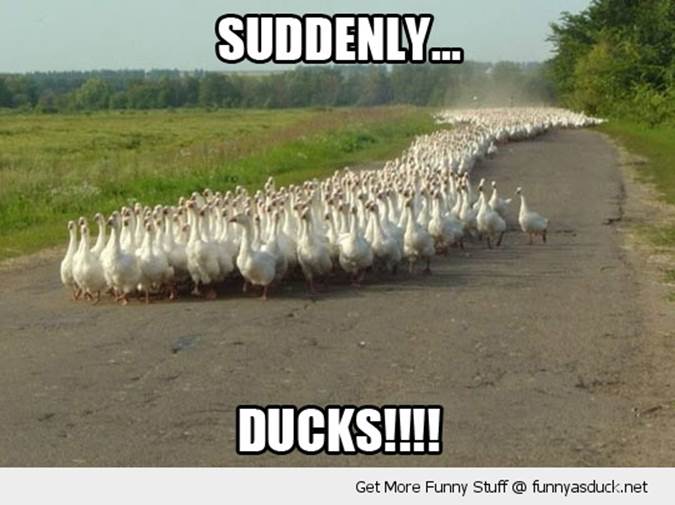 http://funnyasduck.net/wp-content/uploads/2012/11/funny-suddenly-ducks-stampede-pics.jpg