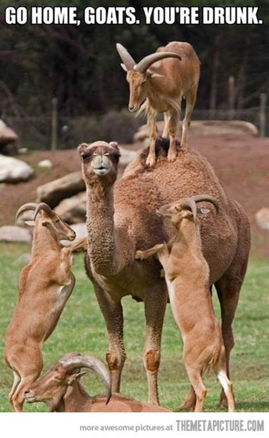 http://cdn.themetapicture.com/media/funny-goats-camel-zoo.jpg