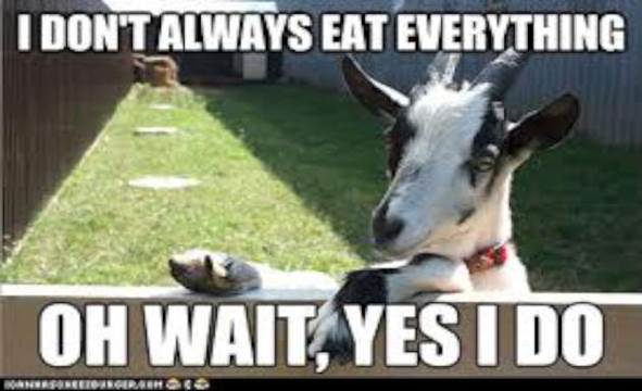 http://www.ragincrossfit.com/wp-content/uploads/2013/06/Funny-Goat-Memes-eat-everything-W630.jpg