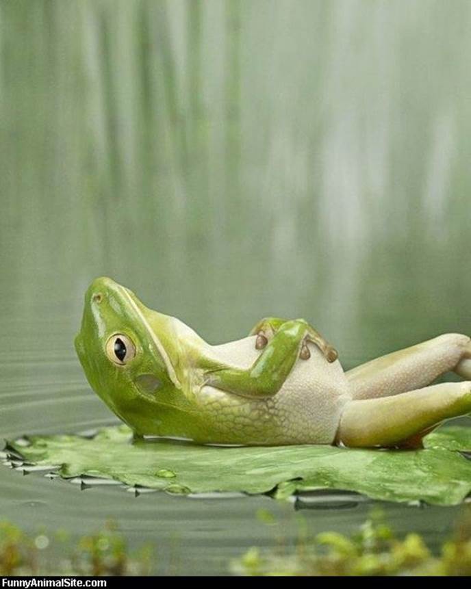 http://doblelol.com/uploads/1/funny-pictures-frogs.jpg