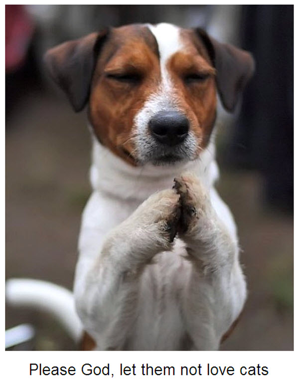 http://www.furrytalk.com/wp-content/uploads/2012/01/dog_pray.jpg