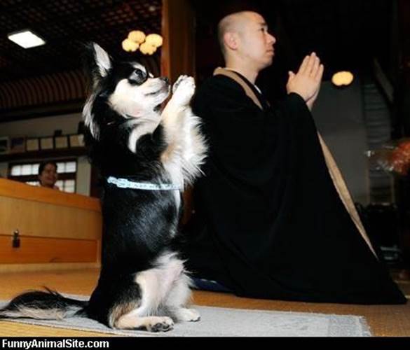 http://2.bp.blogspot.com/--RU5yocHUYM/TiOXubT51jI/AAAAAAAAAWA/m897G6KP3Sw/s1600/humorous+hilarious+funny+pictures+of+animals_Praying_Dog.jpg