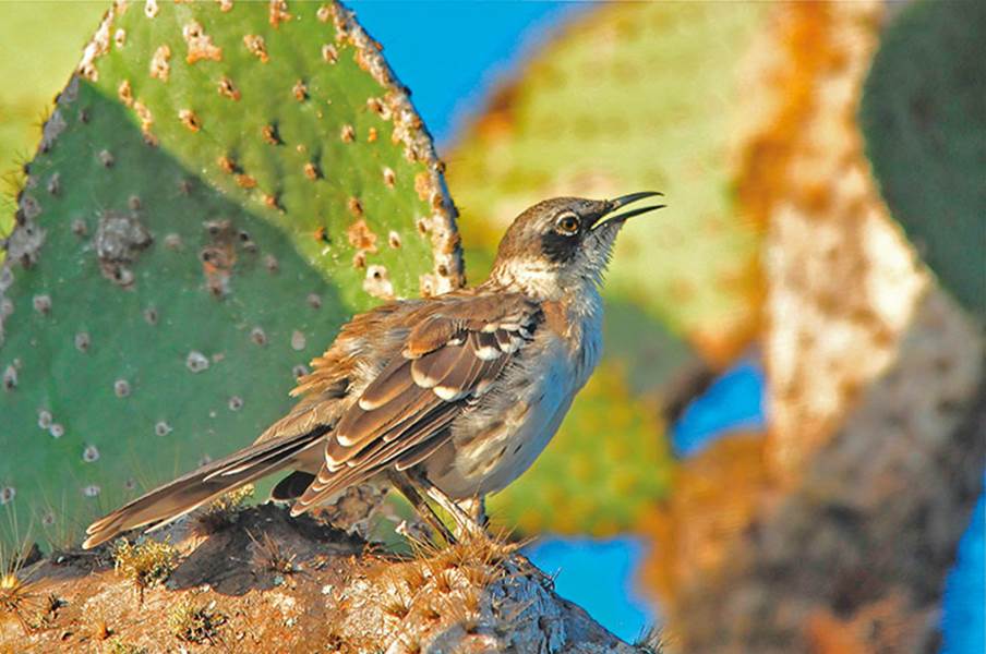 Atlas of Rare Birds: Book Review : Floreana mockingbirds