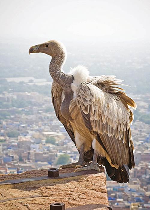 Atlas of Rare Birds: Book Review : White-rumped vultures