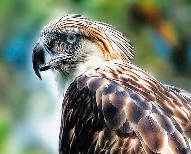 Atlas of Rare Birds: Book Review : The Philippine eagle
