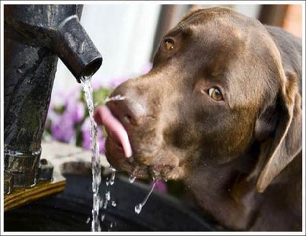 animals drinking 10 Funny: Thirsty animals 