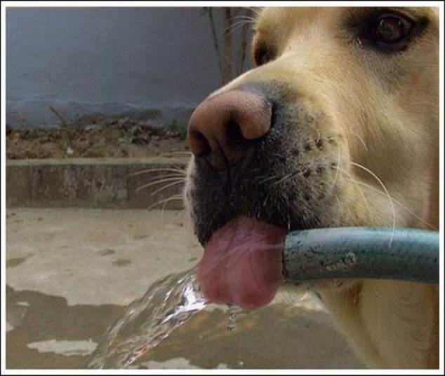 animals drinking 19 Funny: Thirsty animals 