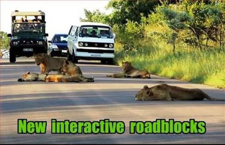 http://www.amusingtime.com/images/01/funny-animals-new-interactive-roadblocks.jpg