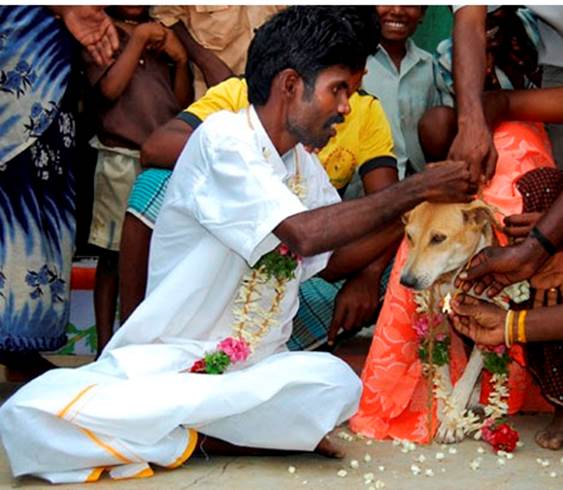 The Indian Man Who Married a Dog to Get Rid of a Curse (2007)